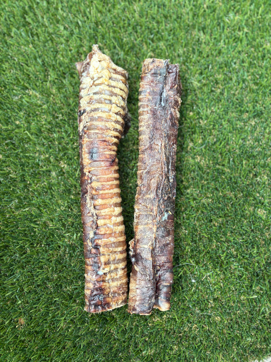 Bison Trachea