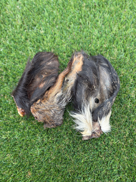 Boar Ear with Hair