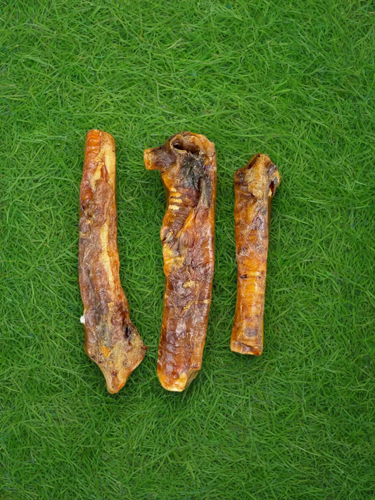 Boar Trachea