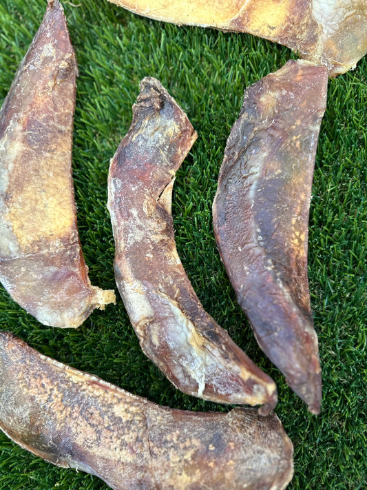 Bison Scapula