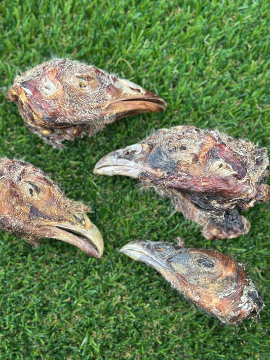 Turkey Head