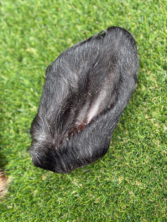 Bison Ear with Hair