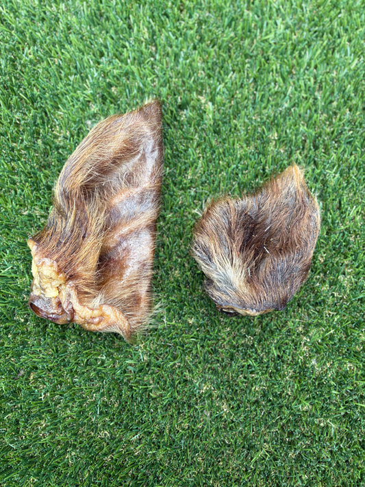 Bison Ear with Hair