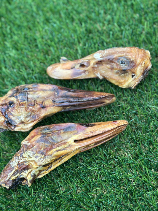 Duck Head