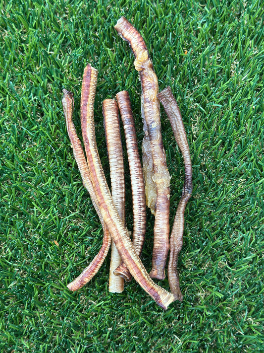 Duck Trachea