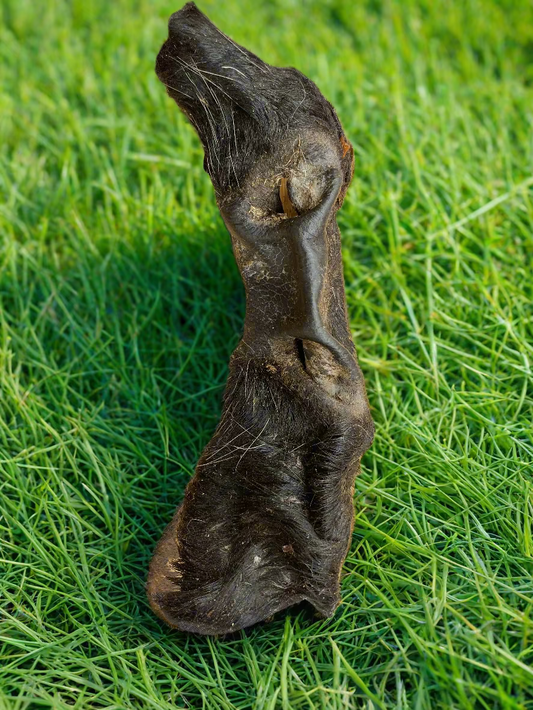 Bison Snout with Cheek