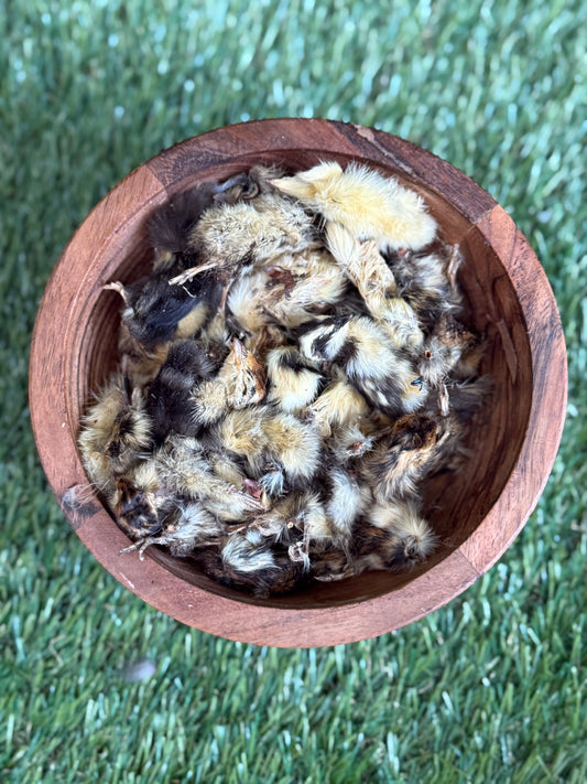 Quail Hatching
