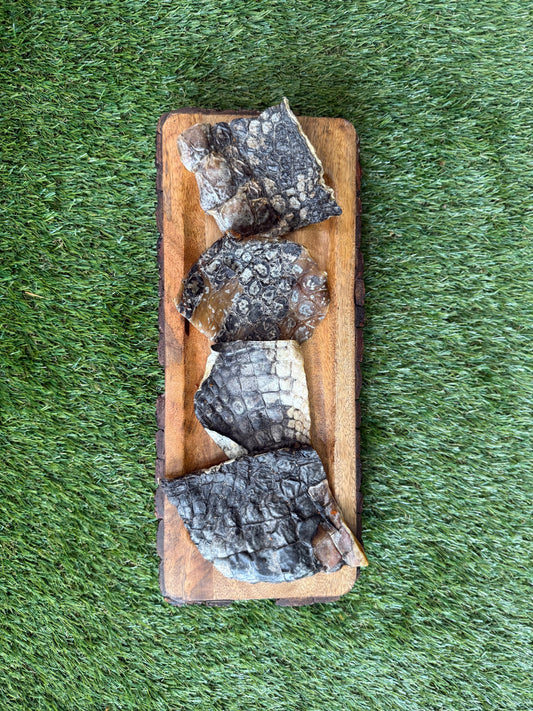 Crocodile  Chip