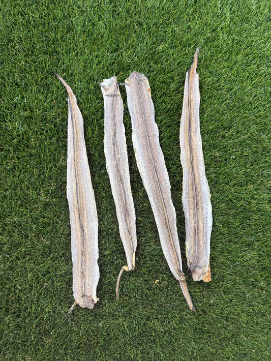 Eel