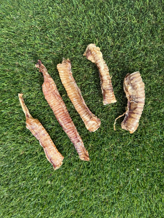 Goat Trachea
