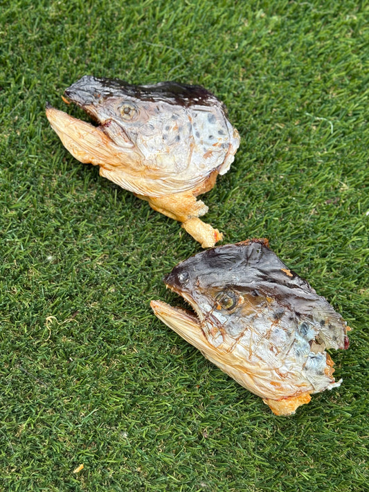 Salmon Head