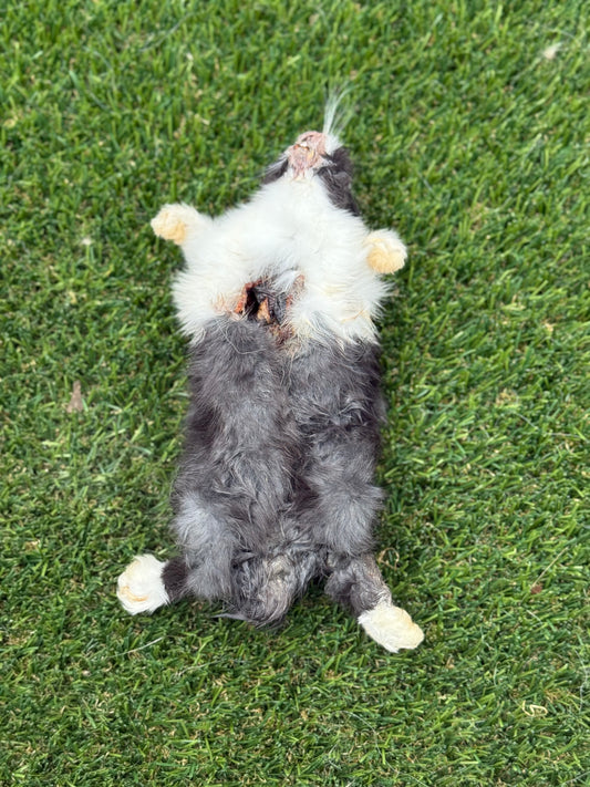 Rabbit Whole Prey