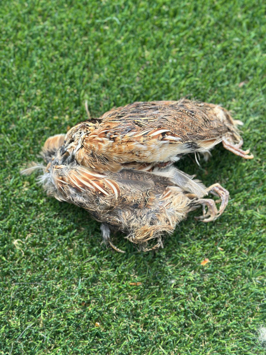 Quail Prey