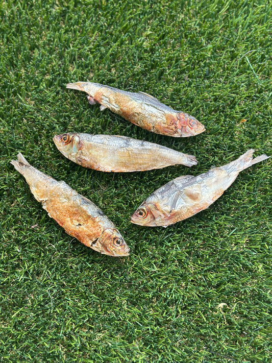 Sardine