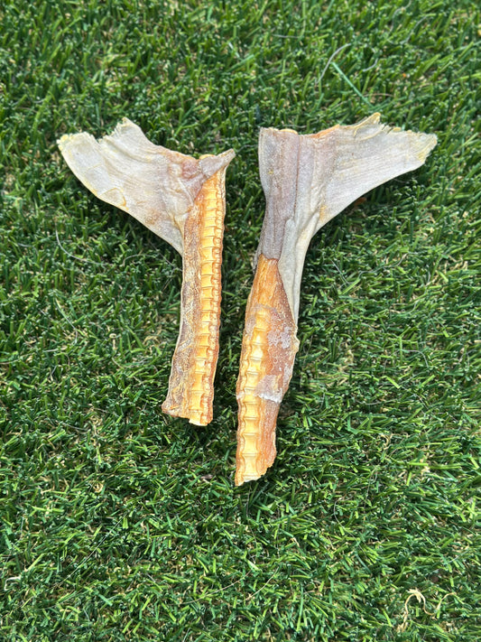 Shark Fin