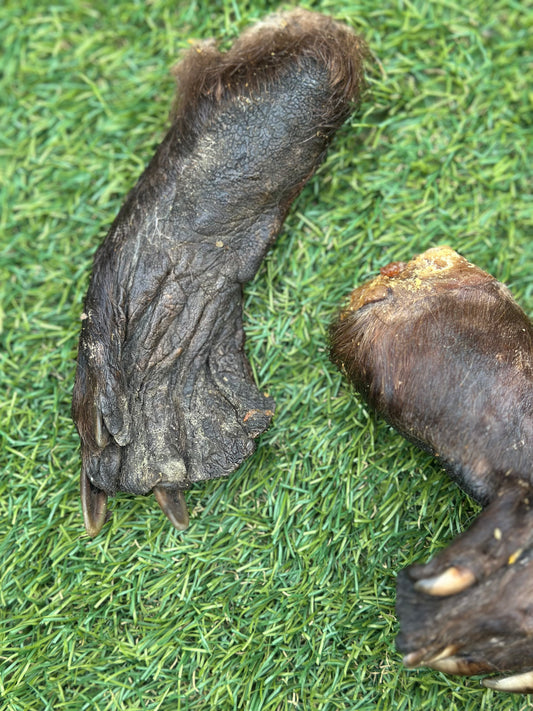Beaver Foot