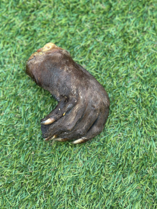 Beaver Foot