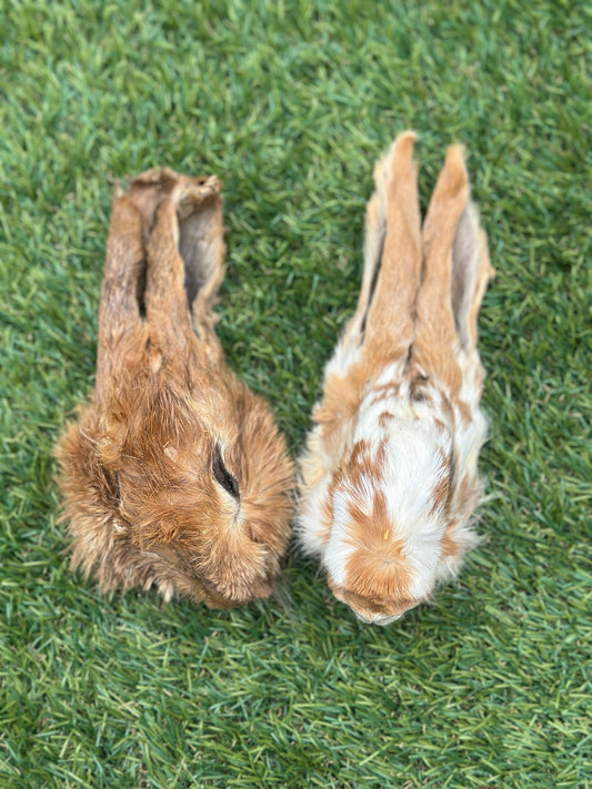 Rabbit Head