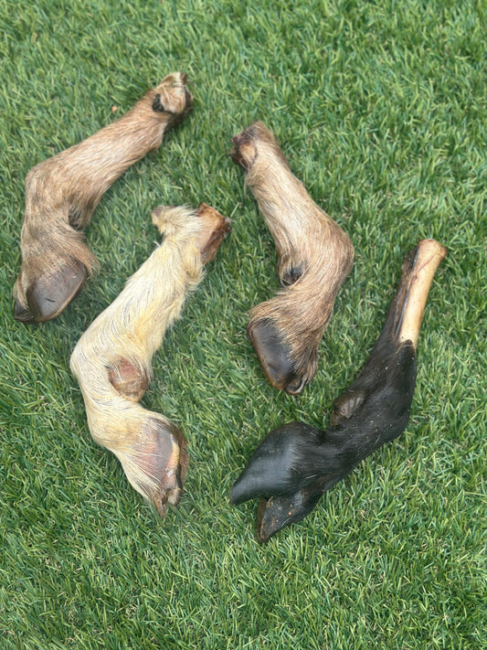 Goat Trotter with Fur
